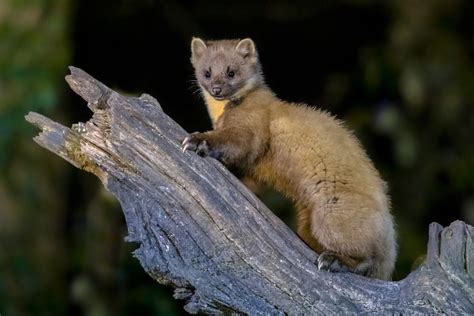 Looking For Pine Martens Loch Lomond Waterfront