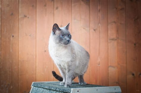 Apagi Chaussette Chat X Siamois à La Robe Blue Point