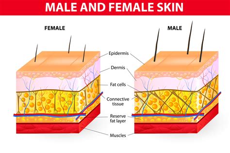 What Is Cellulite And Why Do Women Get It Personal Trainer Today