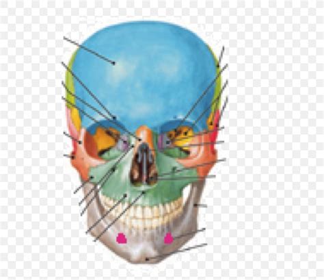 Skull Supraorbital Foramen Infraorbital Foramen Anatomy, PNG, 578x708px ...