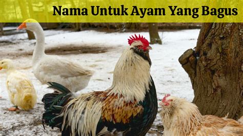 100 Nama Ayam Yang Bagus Lengkap Sama Artinya Tabir Dakwah