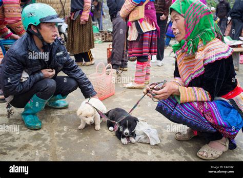 Vietnam bac ha dog in hi-res stock photography and images - Alamy