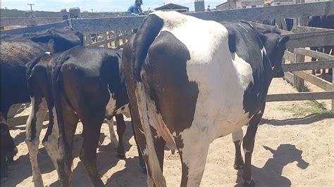 feira do gado só novilhas bezerras capoeiras Pe 10 11 2023 YouTube