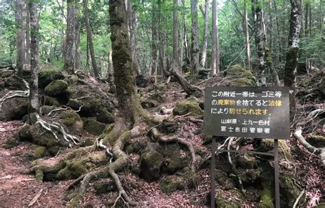 Can You Go Into Aokigahara Forest All About Japans Suicide Forest