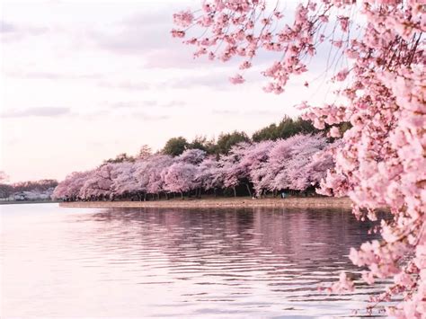 Korea Cherry Blossom Festival 2022 - IVisitKorea