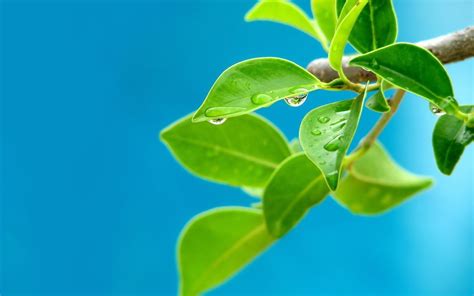 Online Crop Green Leafed Plant Leaves Water Drops Plants Blue