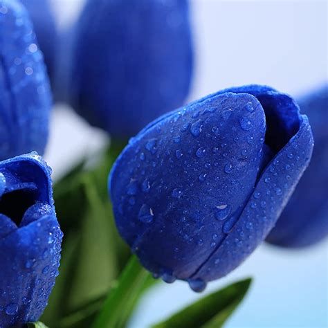 Blue Tulips Wallpapers Top Free Blue Tulips Backgrounds Wallpaperaccess