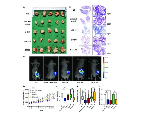 Mir 135a Combination Therapy And Ptc 209 Suppression Of Mouse Os