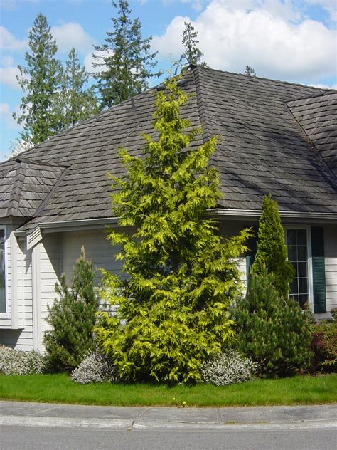 Chamaecyparis Obtusa Aurea Kiefer Nursery Trees Shrubs