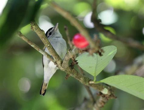 Black Capped Becard Pachyramphus Marginatus INaturalist