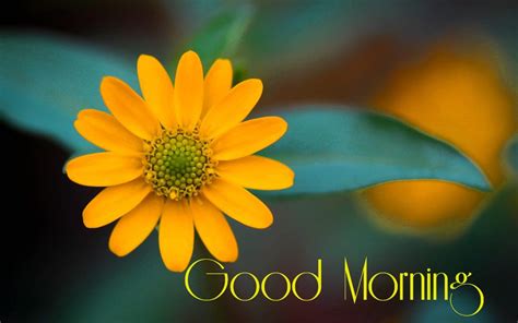 Good Morning With Yellow Flower