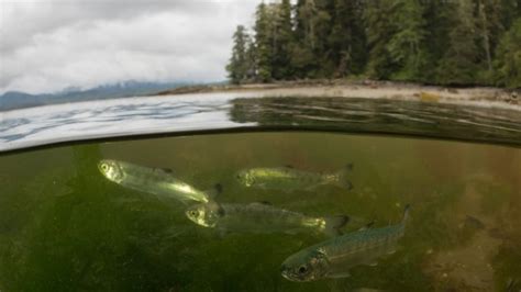 Pacific Northwest Lng Assessment Underestimated Risks To Salmon Study