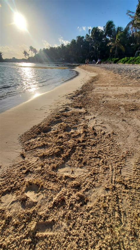 Playas Libres De Sargazo En Isla Mujeres Con Reforzamiento De