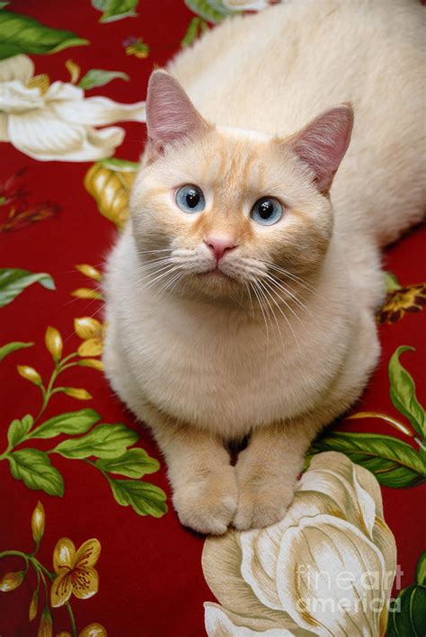 Flame Point Siamese Cat by Amy Cicconi