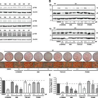 Expression Levels Of Class Ia Pi K Catalytic Isoforms During