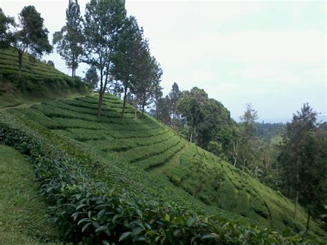 KEBUN TEH PUNCAK JAWA BARAT - Linda Christianti