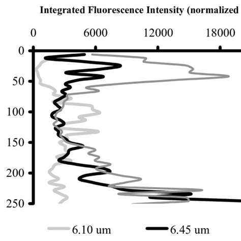 Integrated Fluorescent Intensity Versus Tissue Depth The Fluorescent Download Scientific