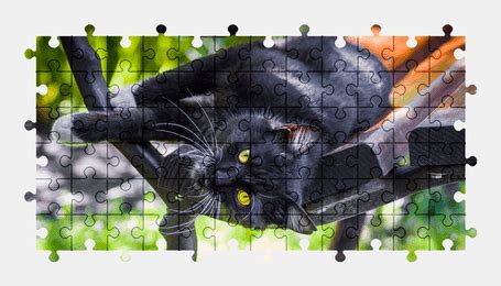 Cat - Jigsaw Puzzles Online