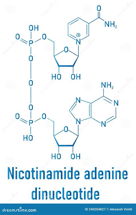 Nicotinamide Adenine Dinucleotide Or Nad Coenzyme Molecule Skeletal