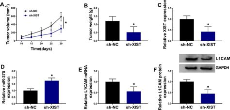 Xist Downregulation Impeded Nb Growth In Vivo A The Tumor Volume Of