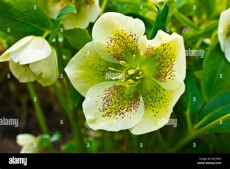 White Hellebore Helleborus Hybridus With Purple Spots In A Garden