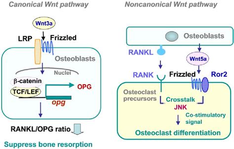 Figure From Regulatory Mechanism Of Osteoclastogenesis By Rankl And