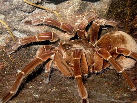 Fangs Goliath Birdeater Biggest Spider In The World - bmp-cyber