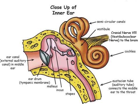 Oval Window Ear Diagram