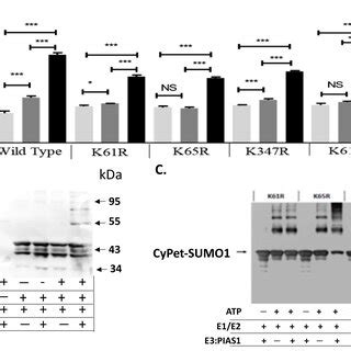 Qfret Assay And Western Blot Of In Vitro Sumoylation Of N Protein And