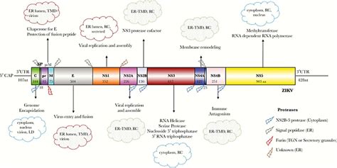 Development Of Zika Virus Vaccine Creative Diagnostics