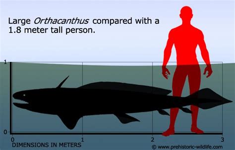 Orthacanthus Ancient Fish Prehistoric Wildlife Ancient Animals