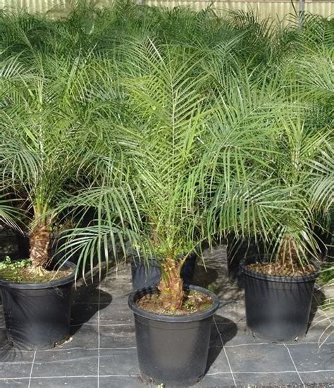 Phoenix Roebelenii Dwarf Date Palm Pygmy Date Palm Miniature Date Palm