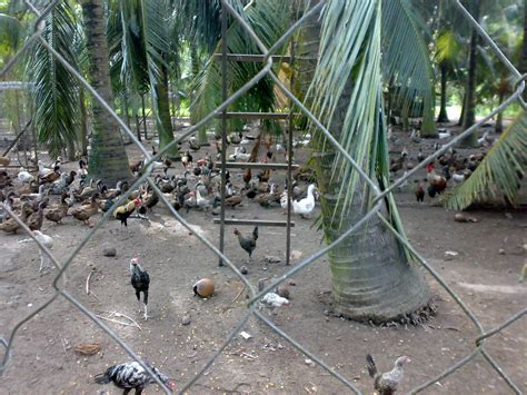 Tanjung Labuh Agro Farm Ladang Ternakan Ayam Kampung Hj Alwie Melaka