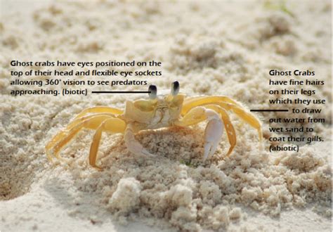 Ghost Crab - Living Planet