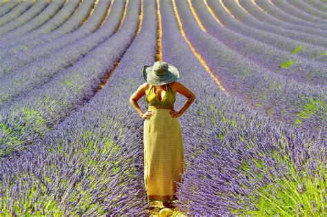 Lavender fields in Provence, France : r/ProvenceFrance