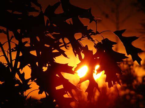 Bakgrundsbilder landskap träd natur gren ljus himmel solnedgång