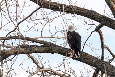 The bald eagle. Scene from shore of lake Michigan. Stock Photo | Adobe Stock