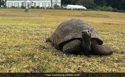 World's Oldest Tortoise, Jonathan, Turns 190