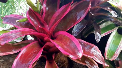 Decorative Bromeliads And Tillandsia In Songta July 22 2017 Youtube