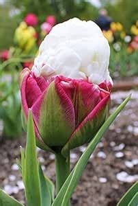 Amazon Tulip Bulbs Ice Cream Tulip Bulbs For Fall Planting