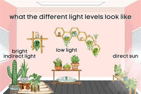 How Much Light Do Succulents Need A Comprehensive Guide In 14 Parts