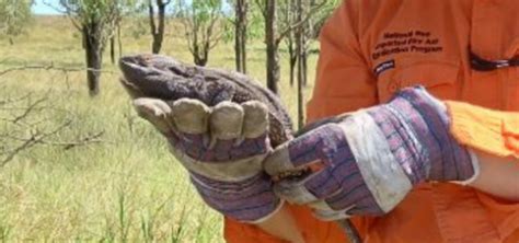 Health Impacts National Fire Ant Eradication Program