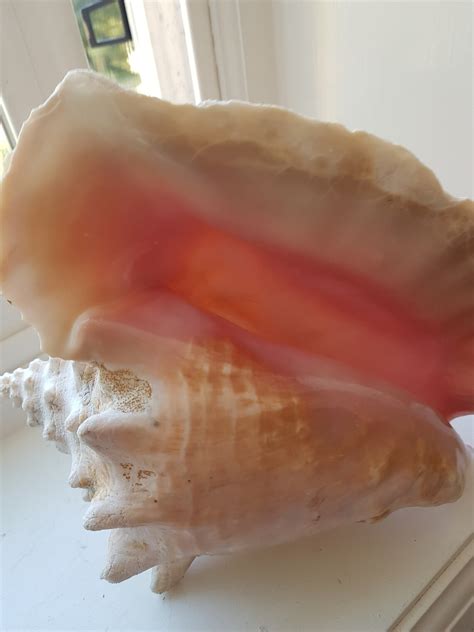 Vintage Caribbean Large Conch Shell Beach Decor Etsy