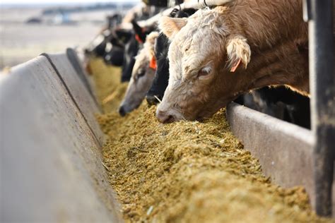 Livestock Feeding Systems at Megan Grahm blog