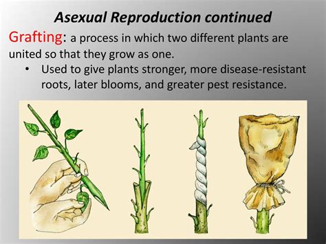 Reproduction Ppt Download