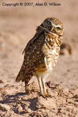 Burrowing Owl Facts – Burrowing Owl Conservation Network ǀ Saving Burrowing Owls and Habitat