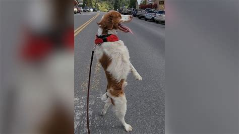 Meet Dexter, the dog who walks everywhere upright - Good Morning America