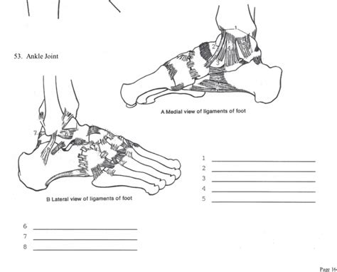 Diagram Of Ankle Ligaments Diagram Quizlet