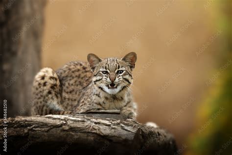 Oncilla, Leopardus tigrinus. Direct view on south american small ...