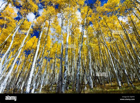 Aspen Trees Colorado Stock Photos & Aspen Trees Colorado Stock Images ...